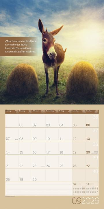 Actual product image Alles wird gut! Kalender 2026 - 30x30 (30 x 30 cm, Hardcover, French, English)