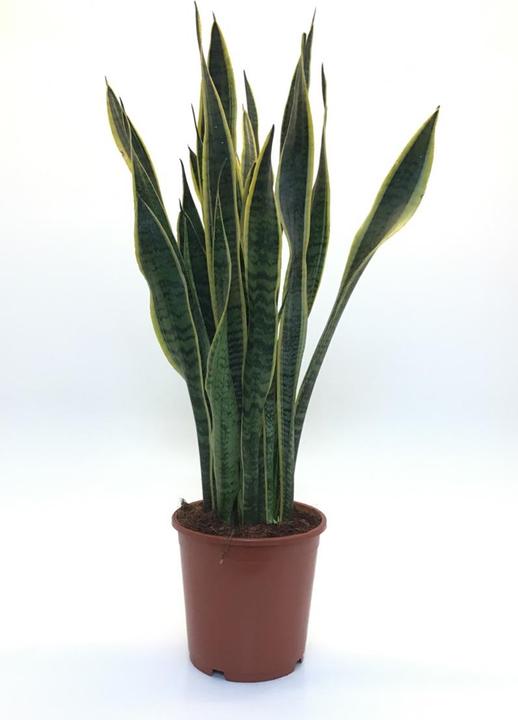 Rutishauser Blumen Sanseveria (80 cm)