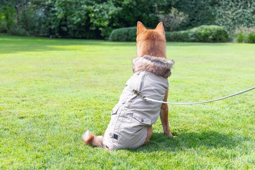 Produktbild Designed by Lotte Hundemantel Philos (XXXL, Hundemantel)