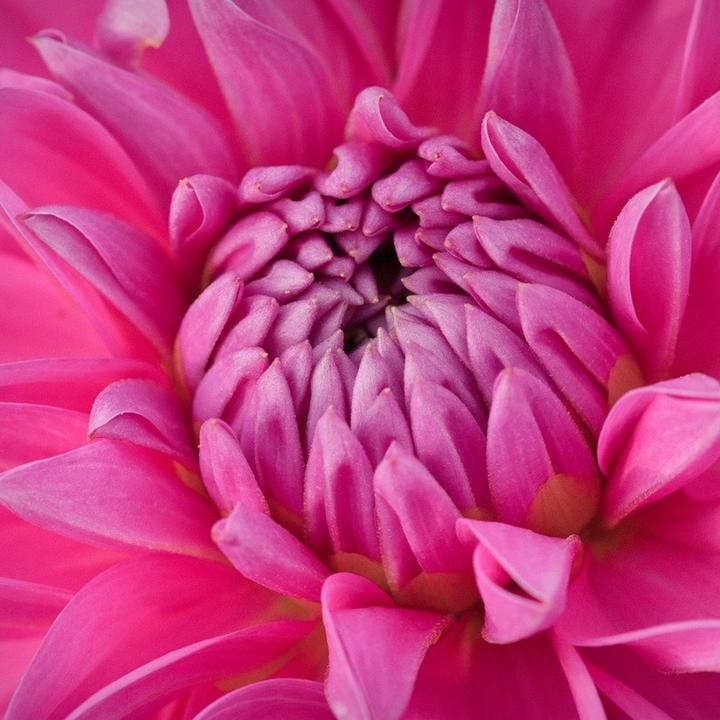Produktbild Plant in a Box Dahlia 'Café au lait Rosé' - Dahlie (120 cm)