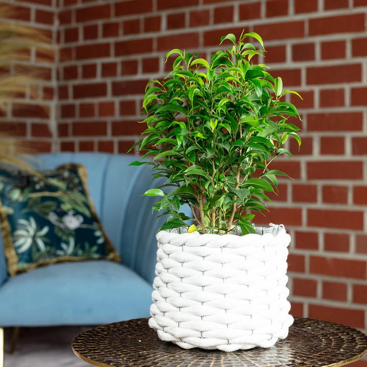 Actual product image Flowerbox Benjamin fig Natasja branched - height ca. 30 cm, pot-Ø 12 cm - Ficus benjamini (30 cm)