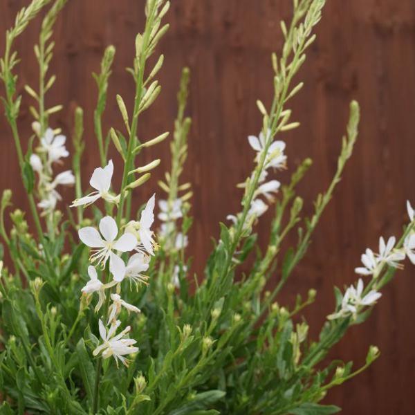 Produktbild Säntispracht Prachtkerze - Gaura lindheimeri 'Weiss' (50 cm)