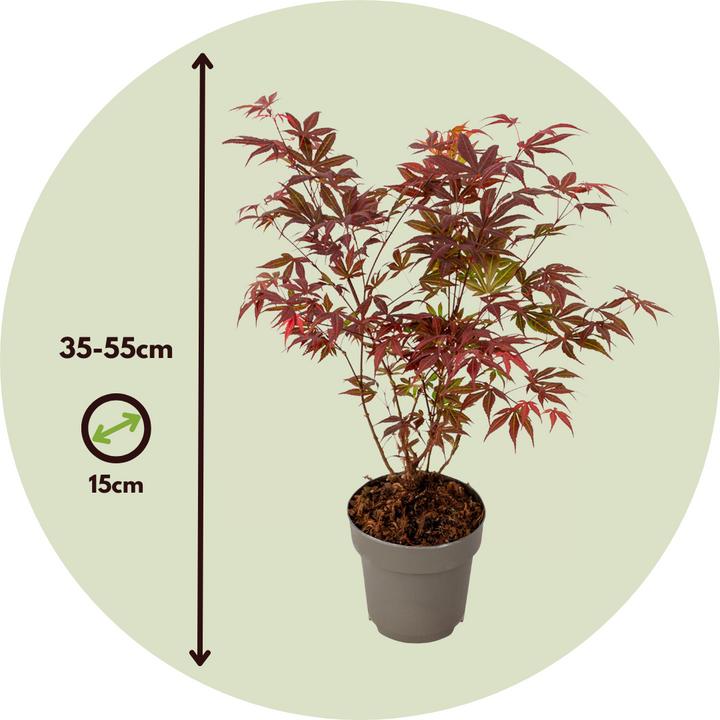 Produktbild Plant in a Box Acer palmatum 'Atropurpureum' - Japanischer Ahorn (35 cm)