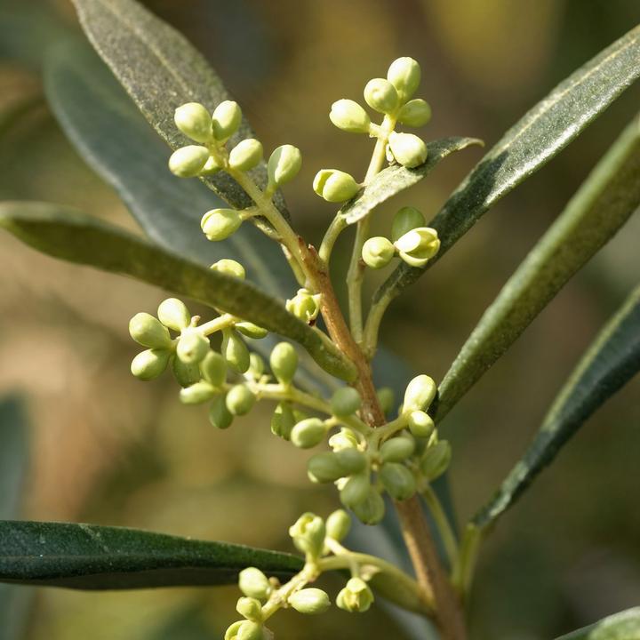 Produktbild Plant in a Box Olea europaea - Olivenbaum (155 cm)