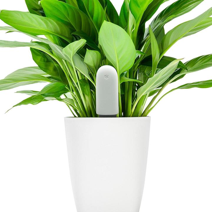 Image du produit Xiaomi Soins des fleurs de légumes (Sonde d'irrigation)