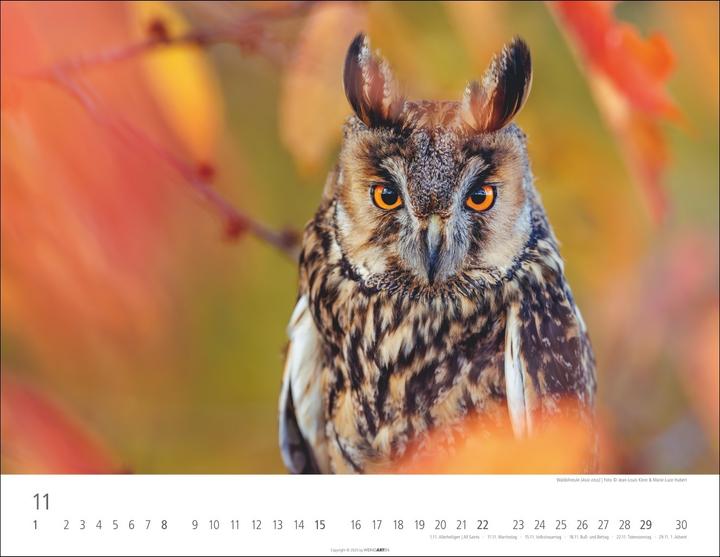 Immagine prodotto Eulen Kalender 2026 (44 x 34 cm, Copertina rigida, Tedesco, Inglese)