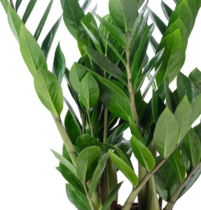 Actual product image Flowerbox Lucky Feather - Zamioculcas zamiifolia (55 cm)