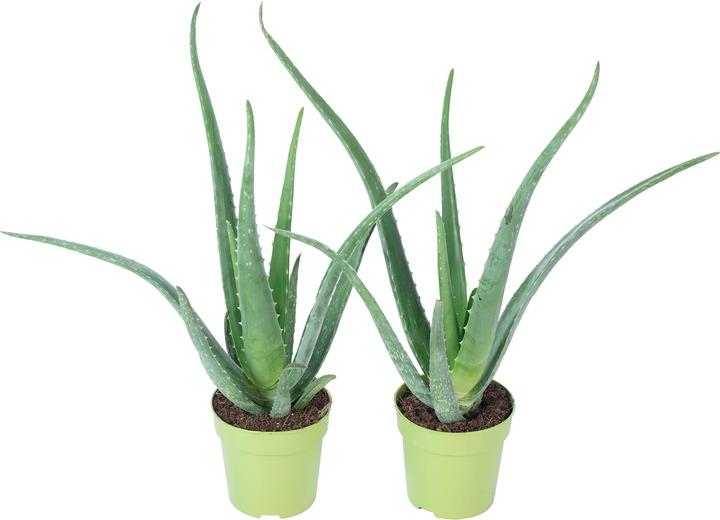 Image du produit Flowerbox Lot de 2 Aloès véritables - Aloe vera (40 cm)
