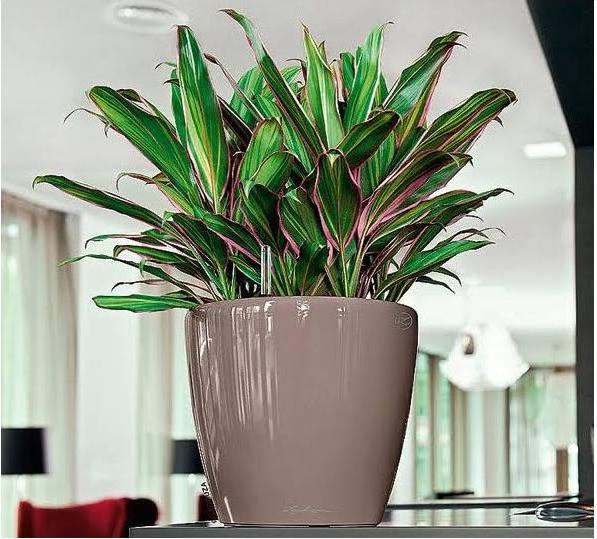 Produktbild Lechuza Classico (22 cm)