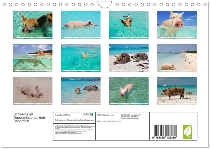 Produktbild Schweine im Dauerurlaub auf den Bahamas! (Wandkalender 2025 DIN A4 quer), Monatskalender (A4, Deutsch)