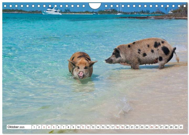 Produktbild Schweine im Dauerurlaub auf den Bahamas! (Wandkalender 2025 DIN A4 quer), Monatskalender (A4, Deutsch)