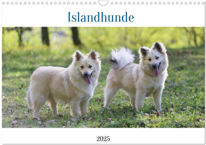 Actual product image Islandhunde (Wandkalender 2025 DIN A3 quer), Monatskalender (A3, German)