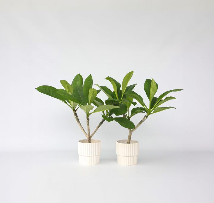 Produktbild Plant in a Box Plumeria Frangipani - 2er Set Hawaii pflanze (45 cm)