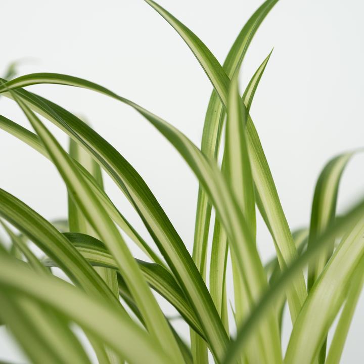 Actual product image Plant in a Box Chlorophytum, Cyperus, Musa, Areca - Mixture of 4 Pet-friendly plants (25 cm)