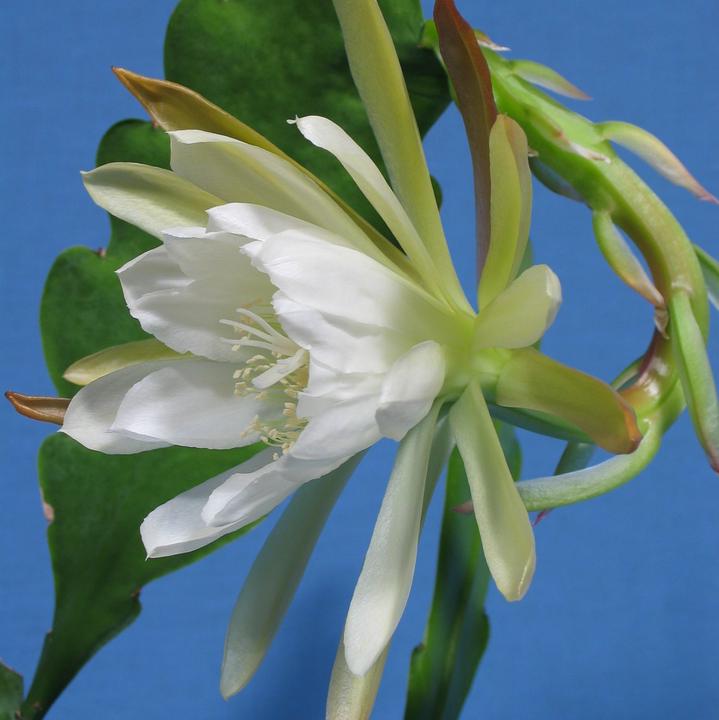 Produktbild Kakteen Gautschi Epiphyllum weisse Blüte (45 cm)
