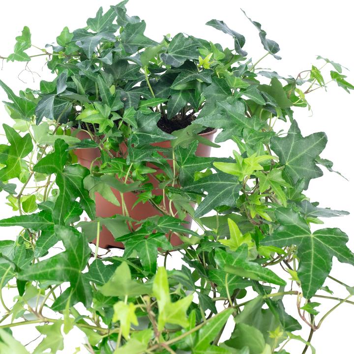 Actual product image Flowerbox Gemeiner Efeu- Hedera helix (20 cm)