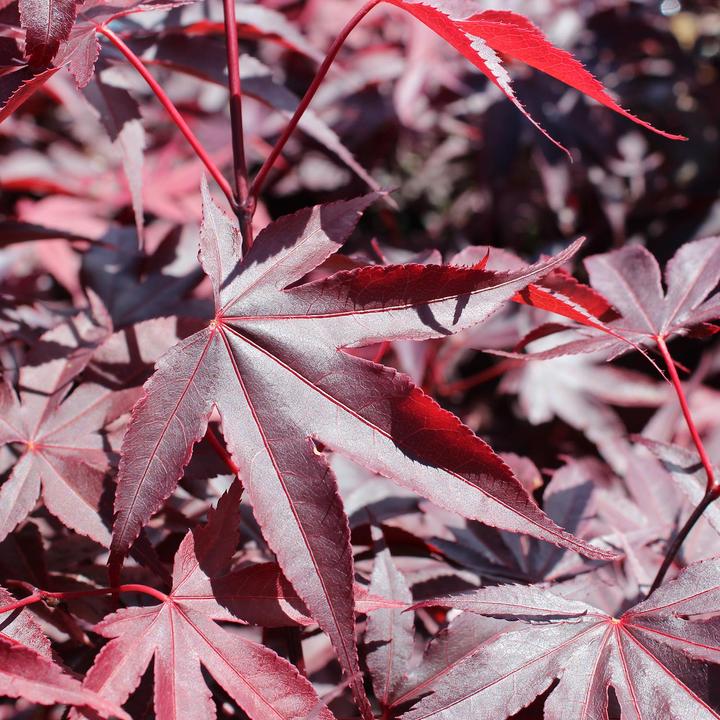 Produktbild Zulauf Japanischer Fächer-Ahorn / Acer palmatum 'Bloodgood' (125 cm)