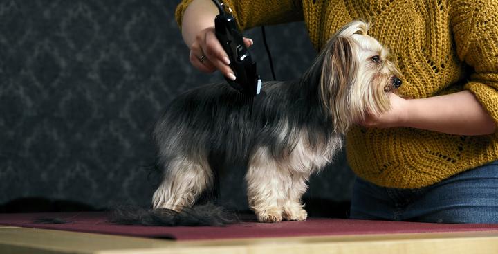 Produktbild Moser Tierhaarschneidemaschine (Hund, Katze)
