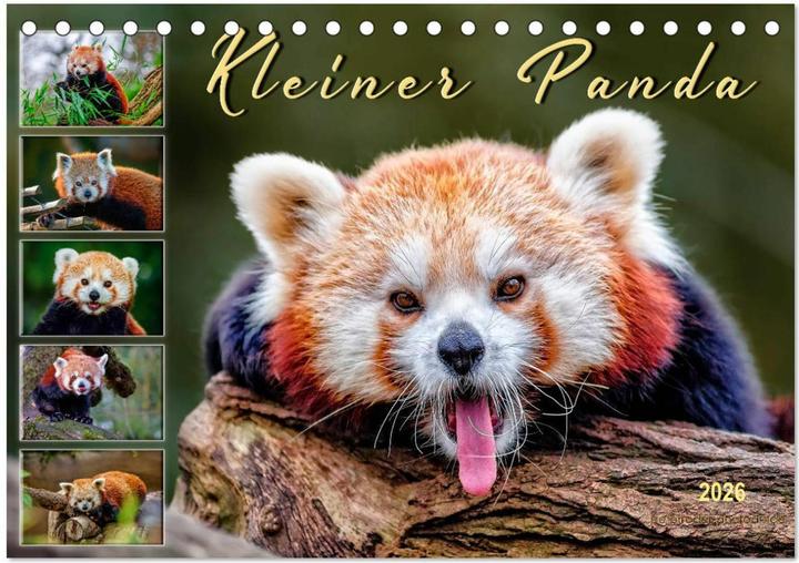 Produktbild Kleiner Panda (Tischkalender 2026 DIN A5 quer), Monatskalender (A5)