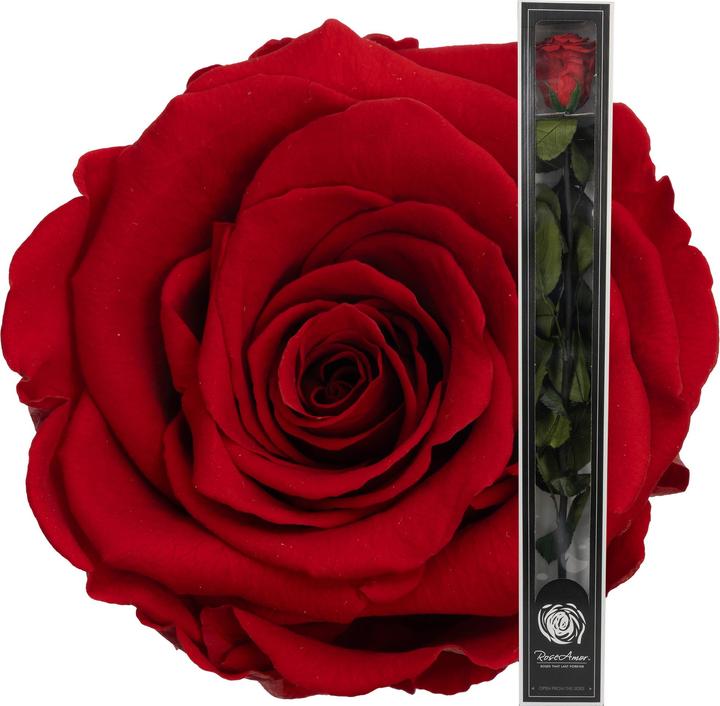 Image du produit Migros Ostschweiz Rose à tige premium (rose stabilisée) (Fleurs à l'infini)