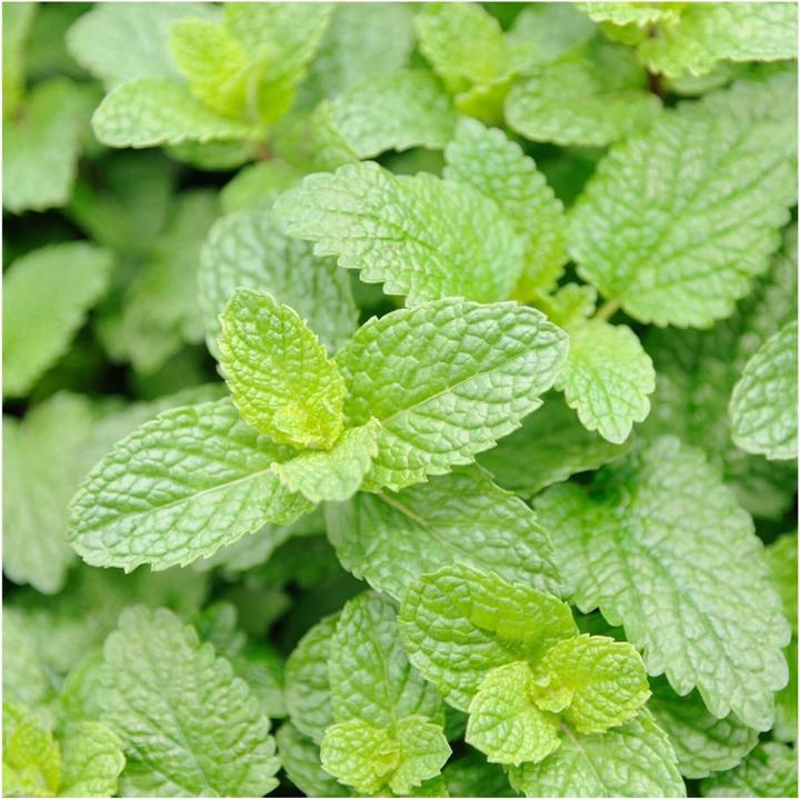 Image du produit Rausch Lotion corporelle fraîche à la menthe (Crème pour le corps, 200 ml)