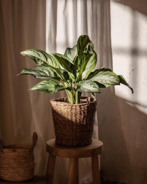 Actual product image feey Aglaonema Silver Bay (55 cm, Freshly repotted)