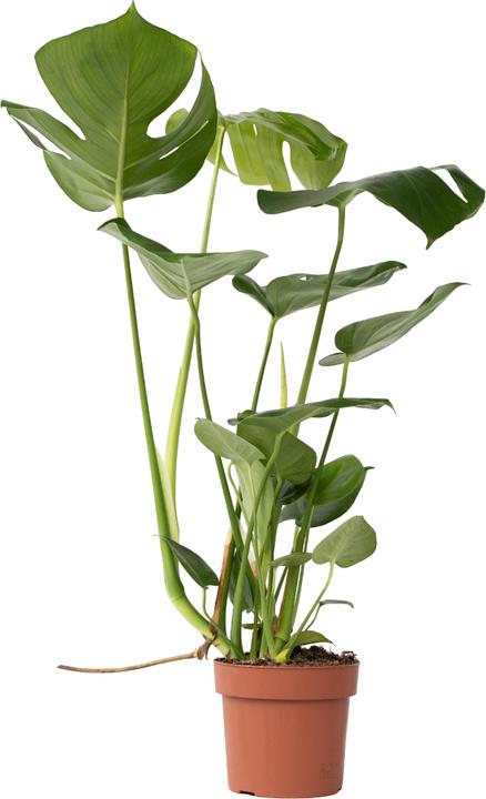 Plant in a Box Monstera Deliciosa - Window Leaf (60 cm)