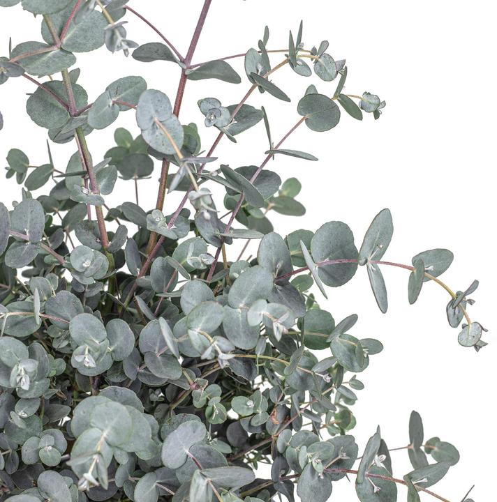 Produktbild Flowerbox Eukalyptus - Eucalyptus gunnii (45 cm)