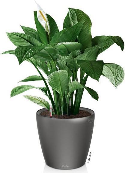 Produktbild Lechuza Classico (22 cm)