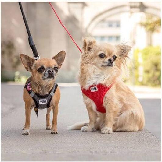 Actual product image Curli Vest sele Clasp Merino Black M (M, Dog, Walks)