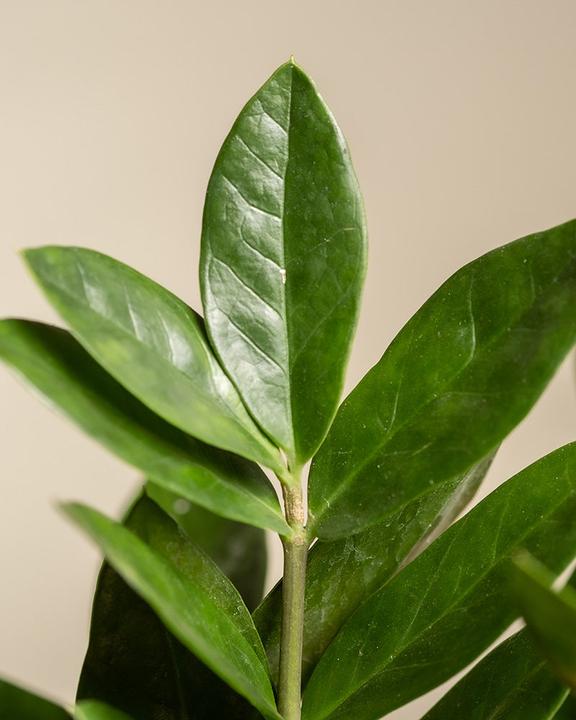Immagine prodotto feey Piuma fortunata (55 cm, Appena rinvasata)