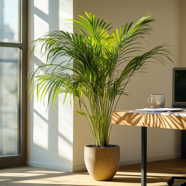 Produktbild Plant in a Box Dypsis Lutescens - 2er Set Areca Goldfruchtpalme (60 cm)
