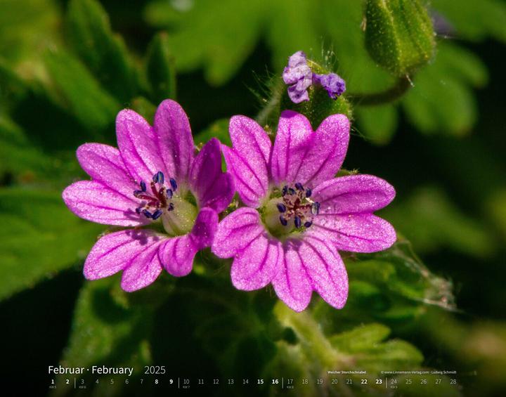 Produktbild Wildblumen 2025 Grossformat-Kalender 58 (Harter Einband, Deutsch)