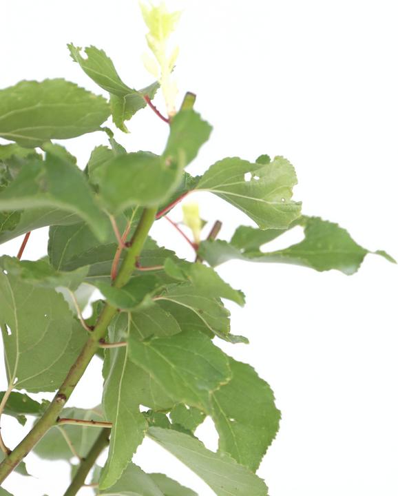 Produktbild Plant in a Box Prunus Armeniaca 'Abrikoos' - Aprikosenbaum (90 cm)