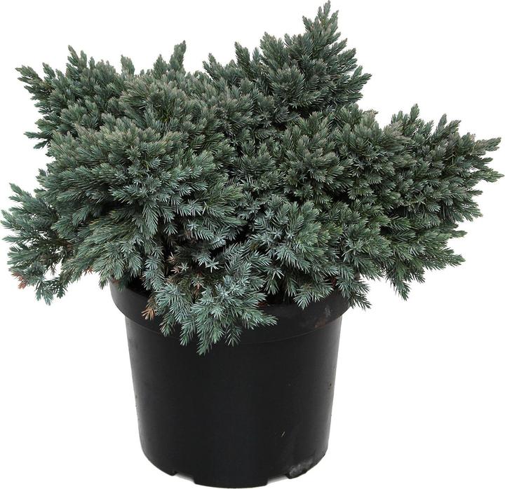 Image du produit Zulauf Blauzeder-Wacholder / Juniperus squa. 'Blue Star' (35 cm)