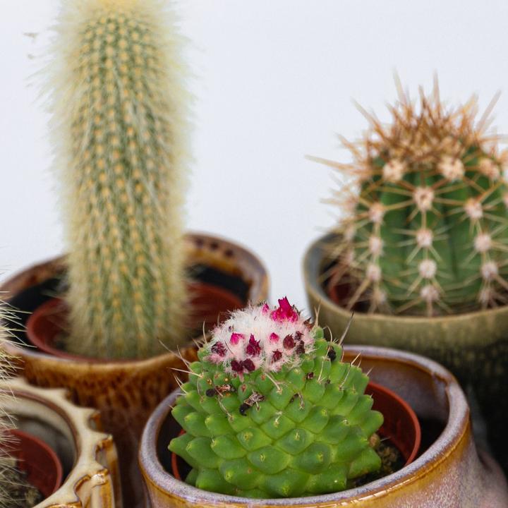 Actual product image Plant in a Box Cactus - Echinocactus - 6er Cactus Mix Echinopsis (7 cm)