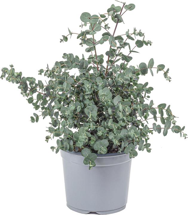 Produktbild Flowerbox Eukalyptus - Eucalyptus gunnii (45 cm)