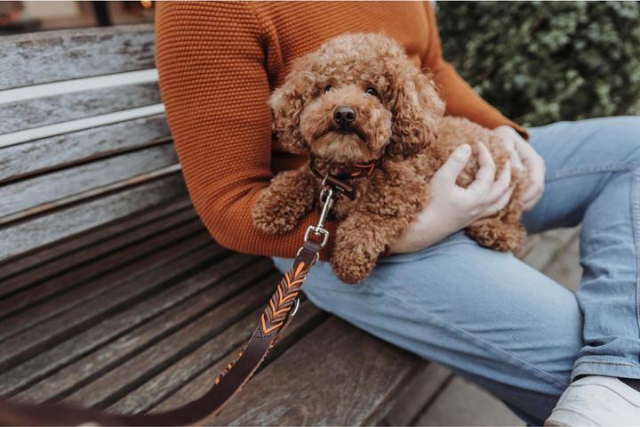 Actual product image Hunter Solid Education Cord Dog Leash (Dog, General)