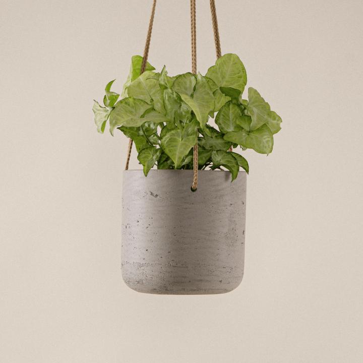 Produktbild Mary and Plants Syngonium White Butterfly mit Terrakotta Topf (45 cm)