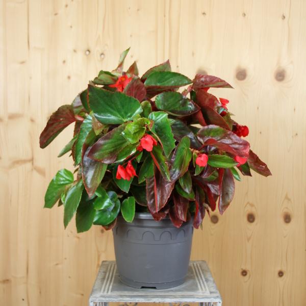 Produktbild Säntispracht Die leuchtend rote Drachenflügel-Begonie - Begonia boliviensis 'Dragon Wing' (40 cm)