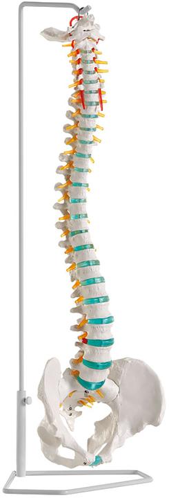 Erler Zimmer Flexible Wirbelsäule