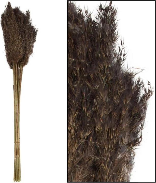 Image du produit Dijk Tube de pieu - Arundo donax (Fleurs séchées)