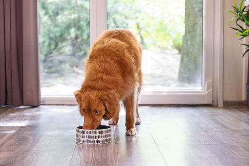 Image du produit Beeztees Gamelle pour chien Jade (1.15 l)