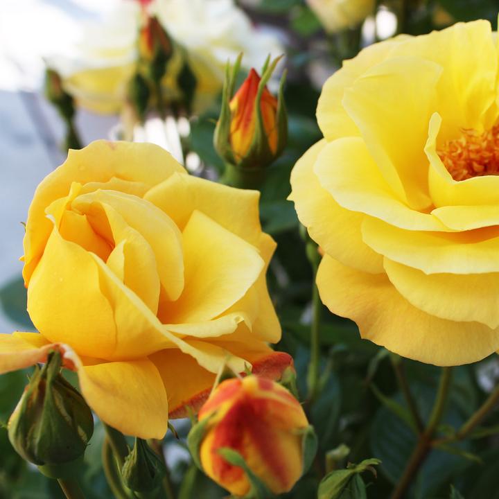 Image du produit Zulauf Floribundarose / Rosa 'Arthur Bell' (100 cm)