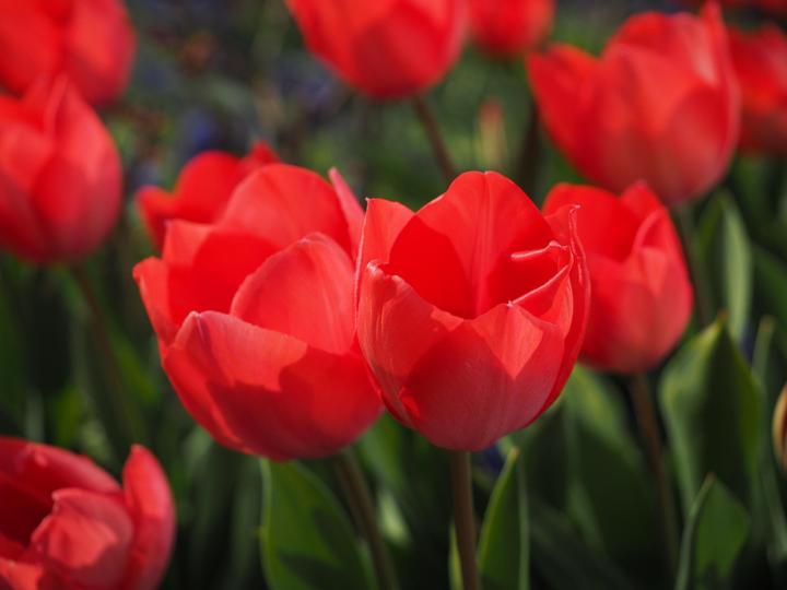 Produktbild Rutishauser Blumen Tulpen (Schnittblumen)