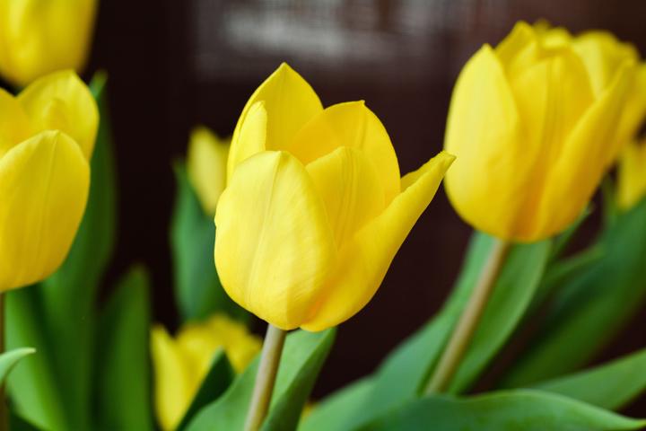 Image du produit Rutishauser Blumen tulipes (Fleurs coupées)