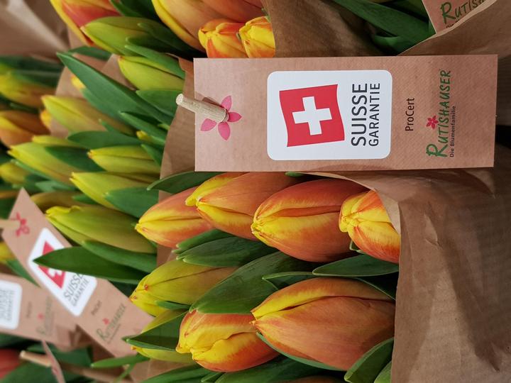 Produktbild Rutishauser Blumen Tulpen mix (Schnittblumen)