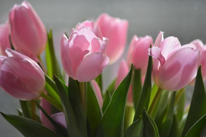 Produktbild Rutishauser Blumen Tulpen mix (Schnittblumen)