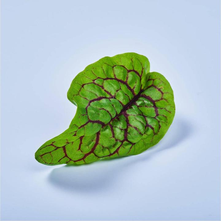Immagine prodotto Plantui Acetosella insanguinata (Semi di verdura)