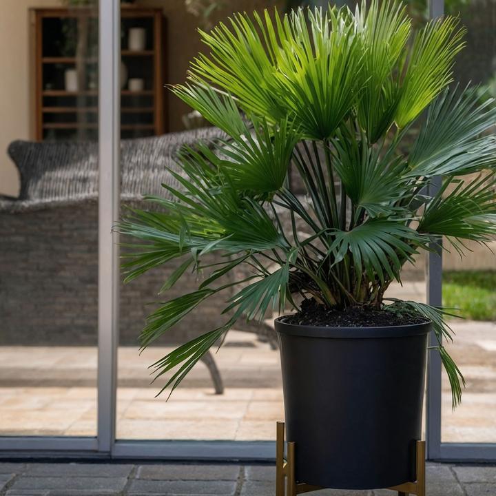 Produktbild Plant in a Box Chamaerops 'Vulcano' - 2er Set Vulkan Zwergpalme (35 cm)